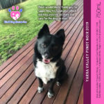 Dindi Dog Rescue - Yarra Valley Pinot Noir 2019