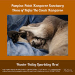 Pumpkin’s Patch Kangaroo Sanctuary - Hunter Valley Sparkling Brut