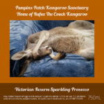 Pumpkin’s Patch Kangaroo Sanctuary - Victorian Reserve Sparkling Prosecco