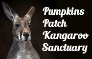 Pumpkin’s Patch Kangaroo Sanctuary logo