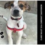 Starting Over Dog Rescue - Clare Valley 2016 Cabernet Sauvignon