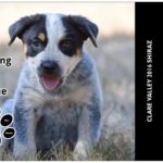 Starting Over Dog Rescue - Clare Valley 2016 Shiraz