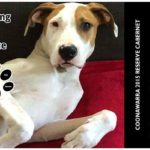 Starting Over Dog Rescue - Coonawarra 2015 Reserve Cabernet Sauvignon