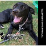 Starting Over Dog Rescue - Victorian Sparkling Prosecco
