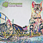 Compass Animal Rescue - Victorian 2020 Reserve Cabernet Merlot